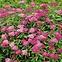 Spiraea japonica magic carpet „Walbuma”