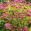 Spiraea japonica magic carpet „Walbuma”,2