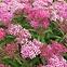 Spiraea japonica magic carpet „Walbuma”,4