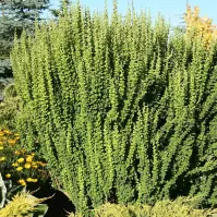 Berberis thunbergii Erecta