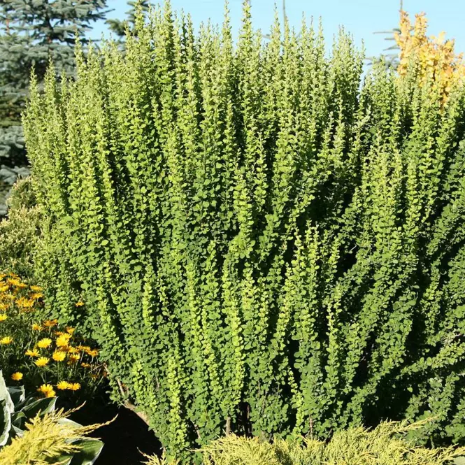 Berberis thunbergii Erecta