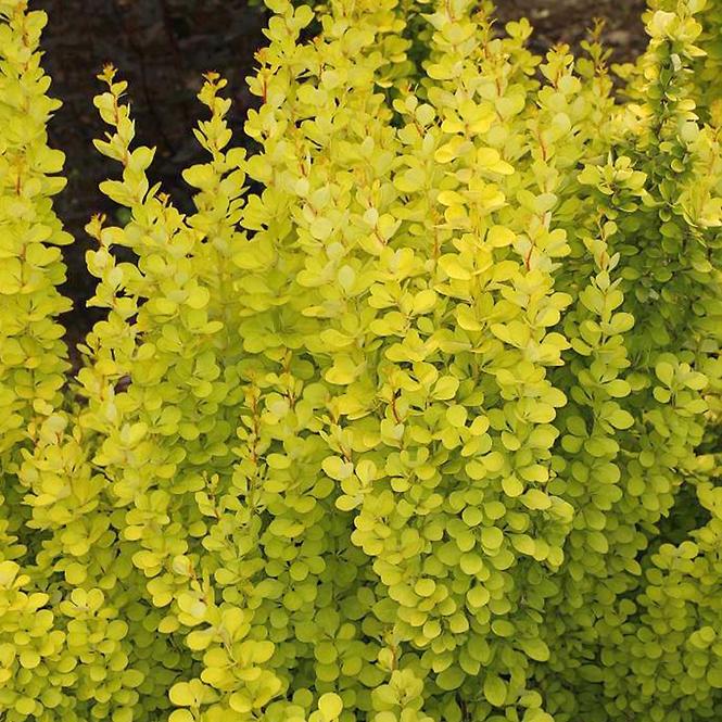 Berberis thunbergii Maria (PBR) C3 30-40 cm