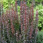 Berberis thunbergii Summer Chocolate