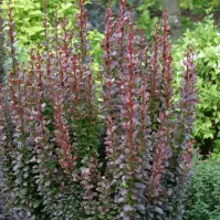 Berberis thunbergii Summer Chocolate