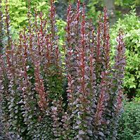 Berberis thunbergii Summer Chocolate