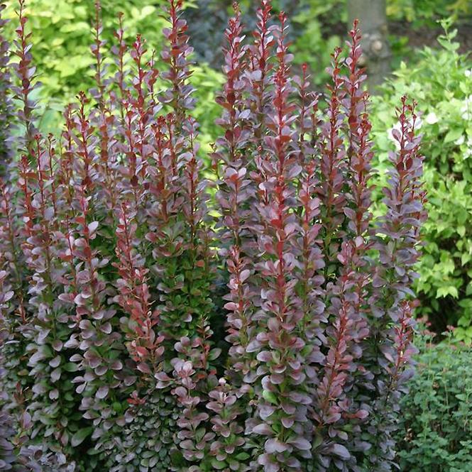 Berberis thunbergii Summer Chocolate