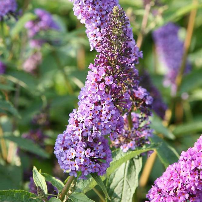 Buddleja davidii Ile de France C3 40-60 cm