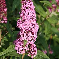 Buddleja davidii Pink Delight C3 40-60 cm