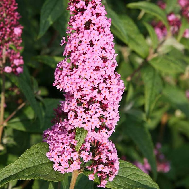 Buddleja davidii Pink Delight C3 40-60 cm