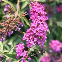 Buddleja davidii Royal Red