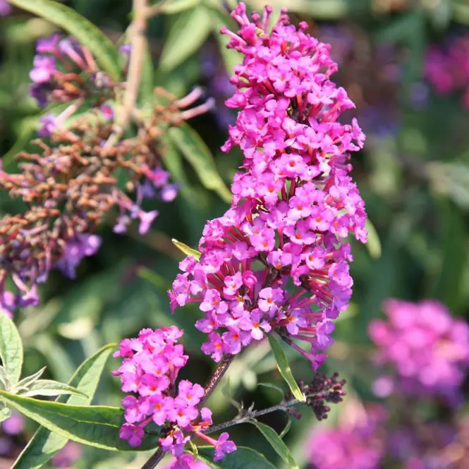 Buddleja davidii Royal Red