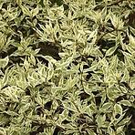 Cornus alba Elegantissima