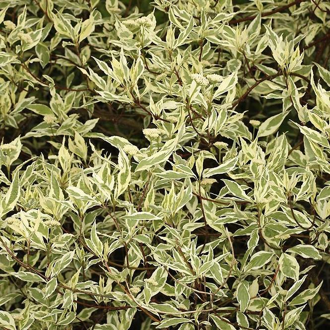 Cornus alba Elegantissima