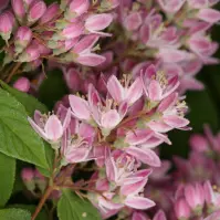Deutzia hybrida Strawberry Fields