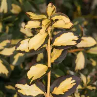 Euonymus fortunei Blondy Interbolwi