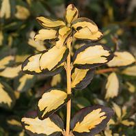 Euonymus fortunei Blondy Interbolwi