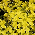Euonymus fortunei Gold Tip