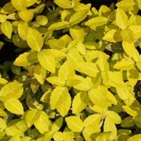 Euonymus fortunei Gold Tip