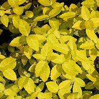 Euonymus fortunei Gold Tip