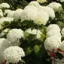 Hydrangea arborescens Annabelle