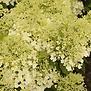 Hydrangea paniculata Bombshell