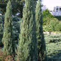 Borievka sklaná - Juniperus scopulorum Blue Arrow