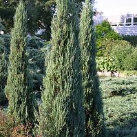 Borievka sklaná - Juniperus scopulorum Blue Arrow