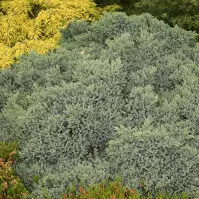 Borievka šupinatá - Juniperus squamata ´Blue Star´