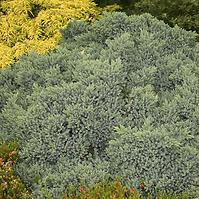 Borievka šupinatá - Juniperus squamata ´Blue Star´