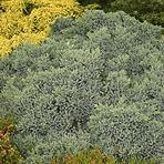 Juniperus squamata Blue Star