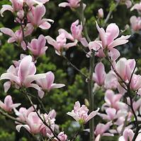 Magnolia heaven scent