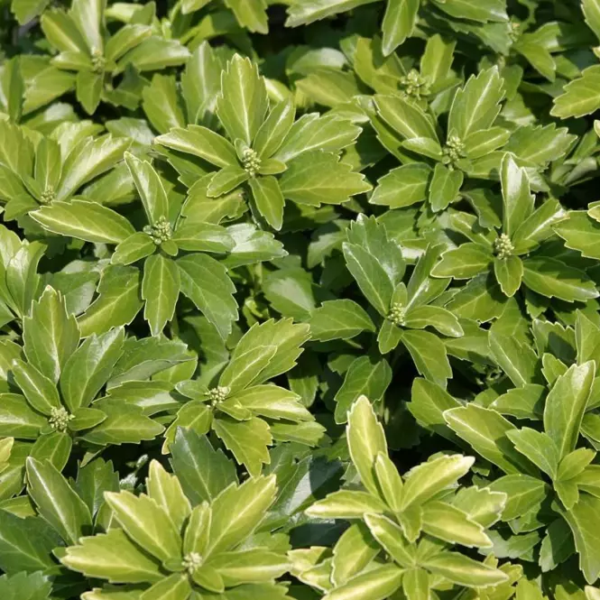 Pachysandra terminalis green carpet