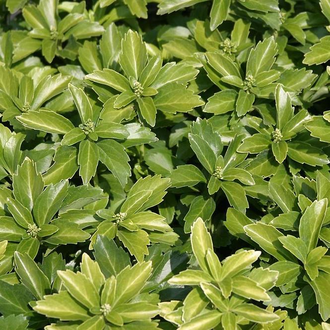 Pachysandra terminalis green carpet