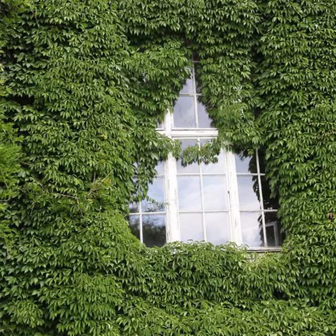 Parthenocissus quinquefolia murorum