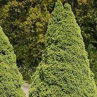 Smrek biely - Picea glauca Conica 30-40 cm