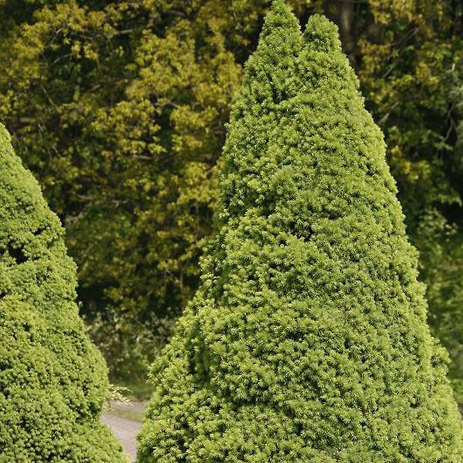Smrek biely - Picea glauca Conica 30-40 cm