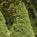 Picea glauca Conica 80-100 cm