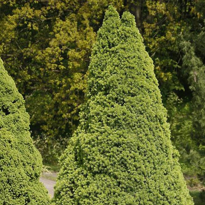 Picea glauca Conica 80-100 cm