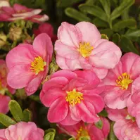 Potentilla fruticosa lovely pink