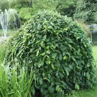 Vŕba rakytová - Salix caprea ´Pendula´