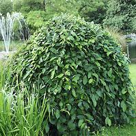 Vŕba rakytová - Salix caprea ´Pendula´