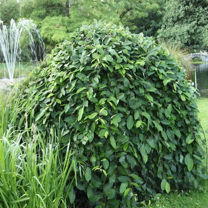 Vŕba rakytová - Salix caprea ´Pendula´