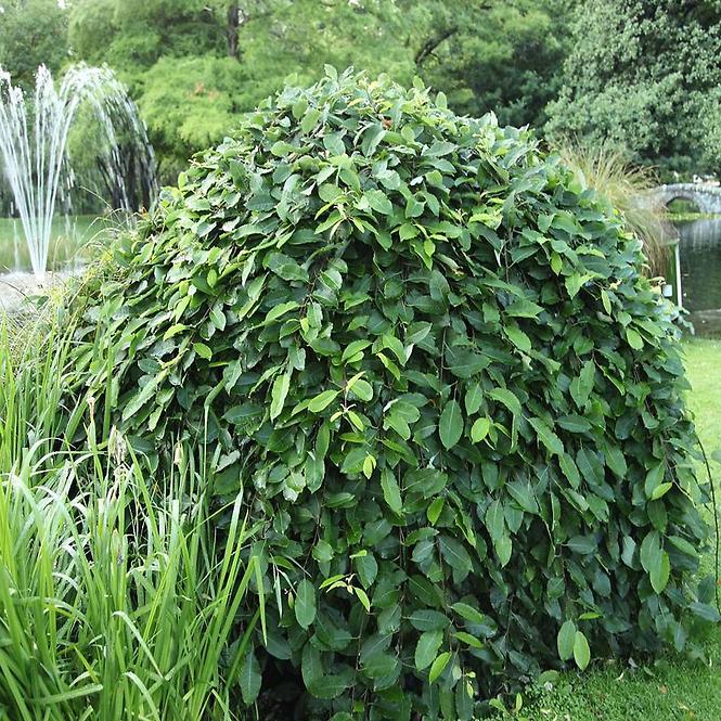 Vŕba rakytová - Salix caprea ´Pendula´