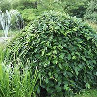 Vŕba rakytová - Salix caprea ´Pendula´