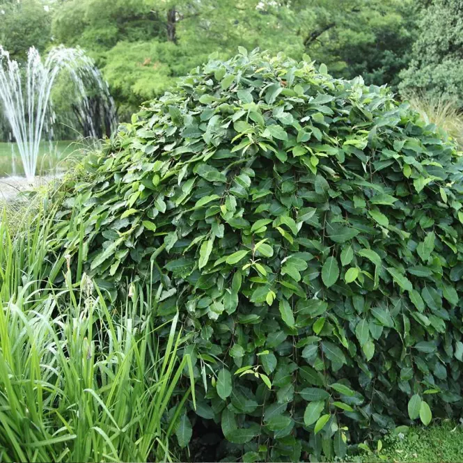 Vŕba rakytová - Salix caprea ´Pendula´