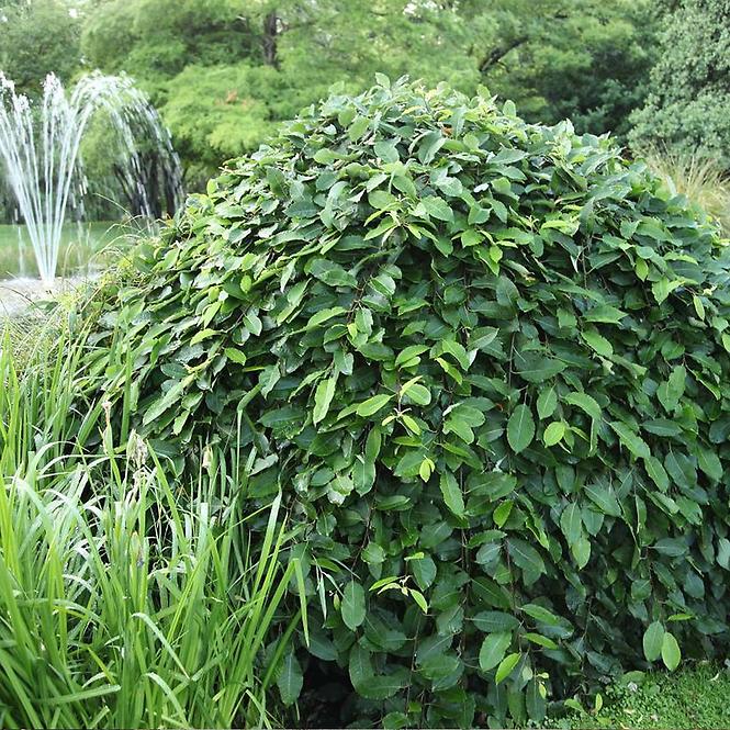 Vŕba rakytová - Salix caprea ´Pendula´
