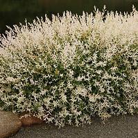Japonská vŕba (Salix integra) - Hakuro Nishiki