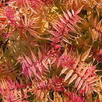 Sorbaria sorbifolia sem PBR