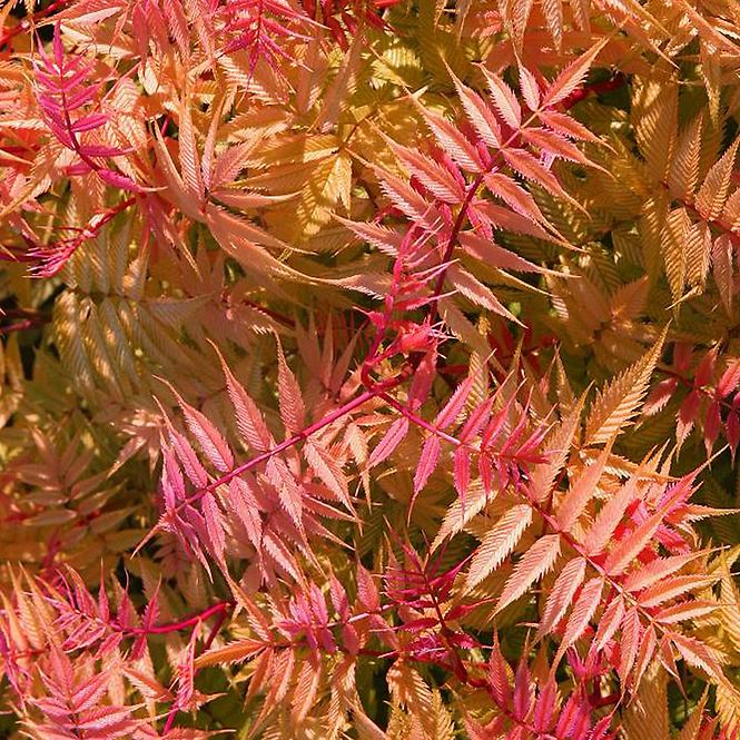 Sorbaria sorbifolia sem PBR