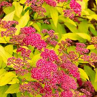 Spiraea japonica goldflame